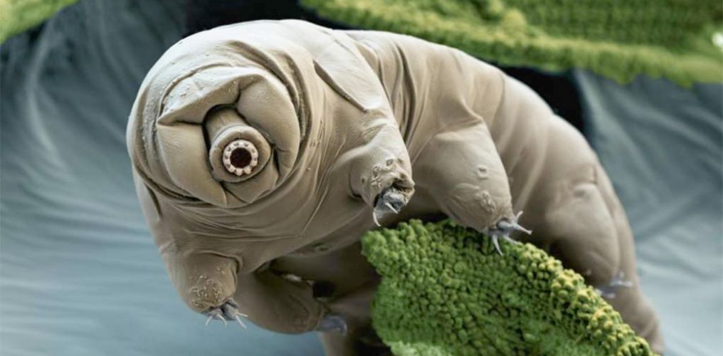 Op microsafari met G1A